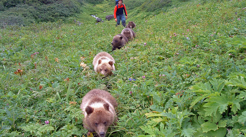 Reno Sommerhalder, fünf Bärenwelpen, Kamchatka, Foto: Charlie Russel
