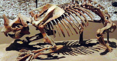 https://commons.wikimediaSkeleton of Epigaulus hatcheri