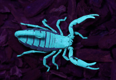 Der asiatische Riesen-Skorpion (Heterometrus swammerdammi) unter UV-Licht (Foto: Jürg Sommerhalder)