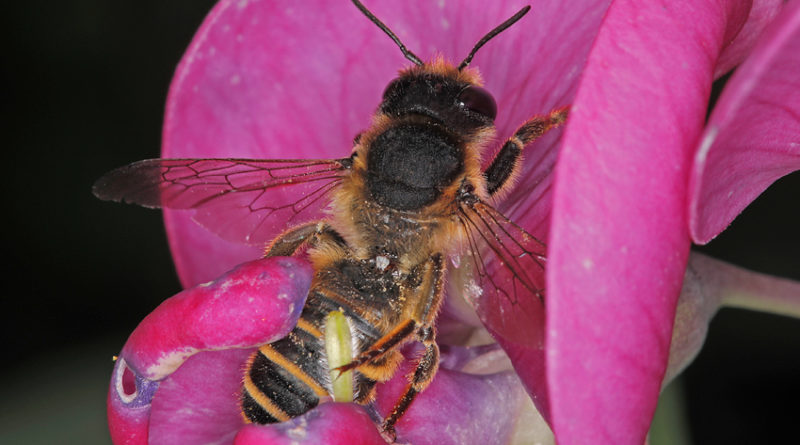 Platterbsen-Moertelbiene, Megachile ericetorum, Nuerensdorf