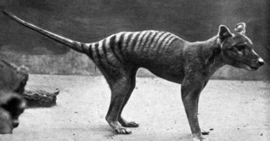 Der Beutelwolf (Thylacinus cynocephalus)