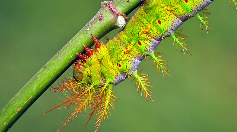 Dirphia spec. Französisch Guyana