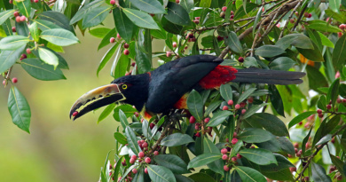 Halsbandarassari, Pteroglossus torquatus, Siquirres